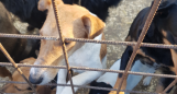 Kutyaeledellel és egyéb eszközökkel támogattuk a Váciki Cerberus paksi állatmenhely lakóit