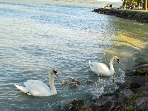 Tihany31-en